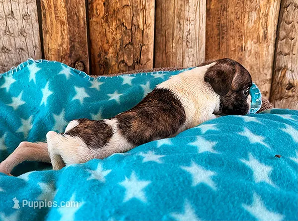 Raspberry – Frenchton puppy for sale in Fort Collins, CO