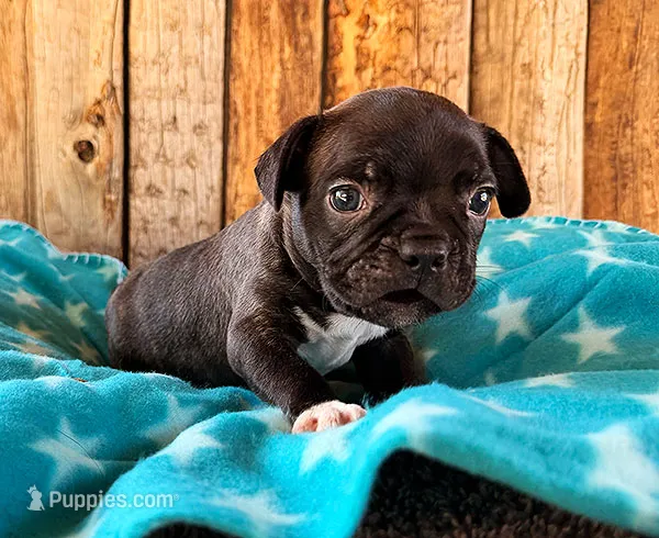 Gator – Boston Terrier, French Bulldog puppy for sale in Fort Collins, CO