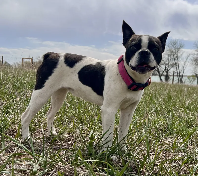 Storm – Boston Terrier puppy for sale in Fort Collins, CO