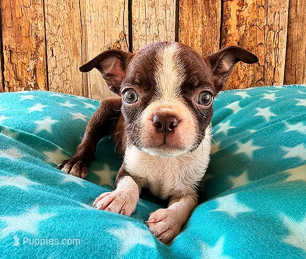 Chipotle  – Boston Terrier puppy for sale in Fort Collins, CO