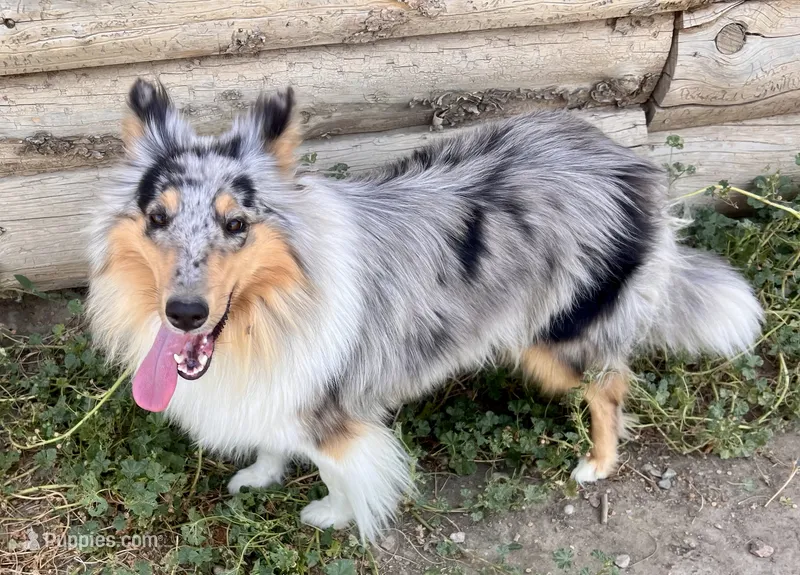 Opal – Collie puppy for sale in Fort Collins, CO
