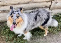 Opal, a female Collie for sale in Fort Collins, CO – 1 of 7