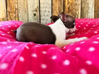 Paprika, a female Boston Terrier for sale in Fort Collins, CO – 3 of 3