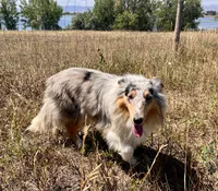 Opal, a female Collie for sale in Fort Collins, CO – 3 of 7