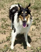 Orielle, a female Collie for sale in Fort Collins, CO – 3 of 10