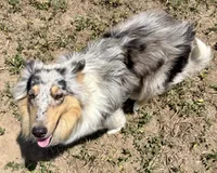 Opal, a female Collie for sale in Fort Collins, CO – 6 of 7