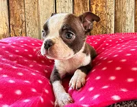 Cayenne, a female Boston Terrier for sale in Fort Collins, CO – 3 of 3