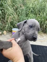 Blue Male, a male Great Dane for sale in Winchester, VA – 2 of 3