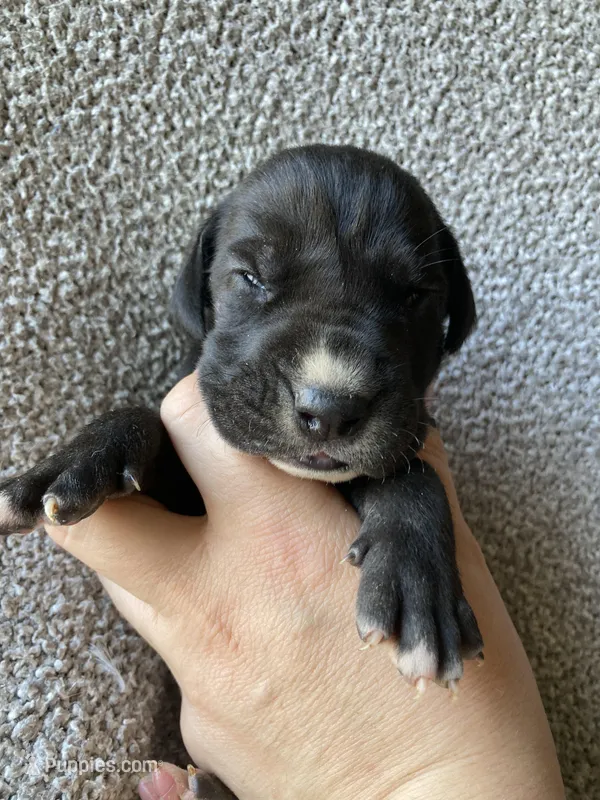 Black Female, a female Great Dane for sale in Winchester, VA – Photo 1 of 2