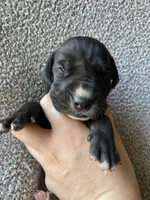 Black Female, a female Great Dane for sale in Winchester, VA – Photo 1 of 2