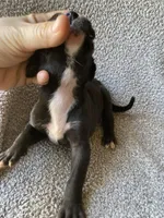 Black Female, a female Great Dane for sale in Winchester, VA – Photo 2 of 2