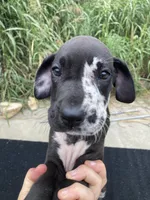 Blanketed Harlequin Female, a female Great Dane for sale in Winchester, VA – 2 of 3