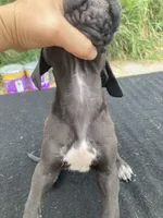 Black Female B, a female Great Dane for sale in Winchester, VA – 3 of 3