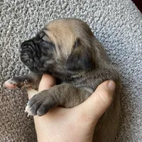 Fawn Female, a female Great Dane for sale in Winchester, VA – Photo 1 of 5