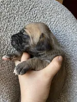 Fawn Female, a female Great Dane for sale in Winchester, VA – Photo 1 of 5