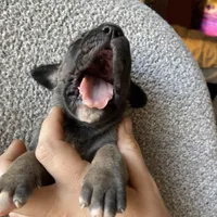 Fawn Female, a female Great Dane for sale in Winchester, VA – Photo 2 of 5