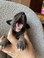 Fawn Female, a female Great Dane for sale in Winchester, VA – Photo 2 of 5