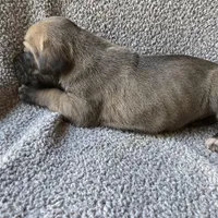 Fawn Female, a female Great Dane for sale in Winchester, VA – Photo 5 of 5