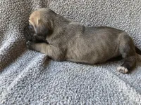 Fawn Female, a female Great Dane for sale in Winchester, VA – Photo 5 of 5