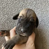 Fawn Female, a female Great Dane for sale in Winchester, VA – Photo 4 of 5