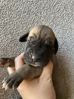 Fawn Female, a female Great Dane for sale in Winchester, VA – Photo 4 of 5