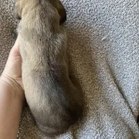 Fawn Female, a female Great Dane for sale in Winchester, VA – Photo 3 of 5