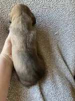 Fawn Female, a female Great Dane for sale in Winchester, VA – Photo 3 of 5