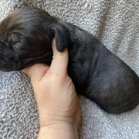 Dark Brindle Female, a female Great Dane for sale in Winchester, VA – Photo 5 of 7