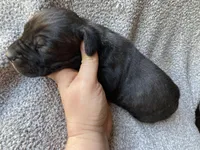 Dark Brindle Female, a female Great Dane for sale in Winchester, VA – Photo 2 of 4