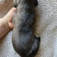 Dark Brindle Female, a female Great Dane for sale in Winchester, VA – Photo 7 of 7