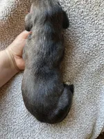 Dark Brindle Female, a female Great Dane for sale in Winchester, VA – Photo 4 of 4