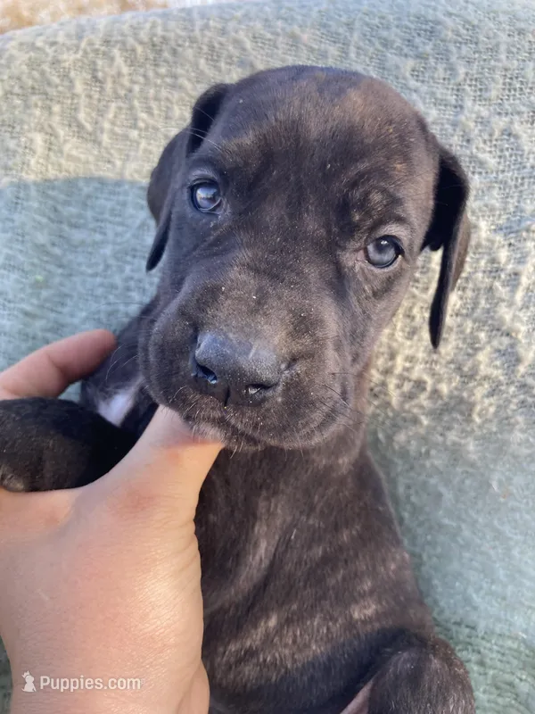 Dark Brindle Female – Great Dane puppy for sale in Winchester, VA