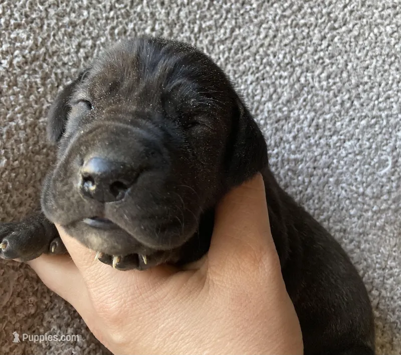 Dark Brindle Female, a female Great Dane for sale in Winchester, VA – Photo 1 of 4