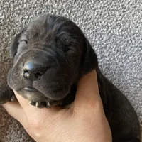 Dark Brindle Female, a female Great Dane for sale in Winchester, VA – Photo 4 of 7