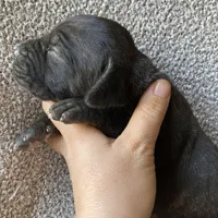 Dark Brindle Female, a female Great Dane for sale in Winchester, VA – Photo 6 of 7