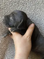 Dark Brindle Female, a female Great Dane for sale in Winchester, VA – Photo 3 of 4