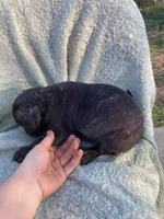 Dark Brindle Female, a female Great Dane for sale in Winchester, VA – Photo 3 of 7