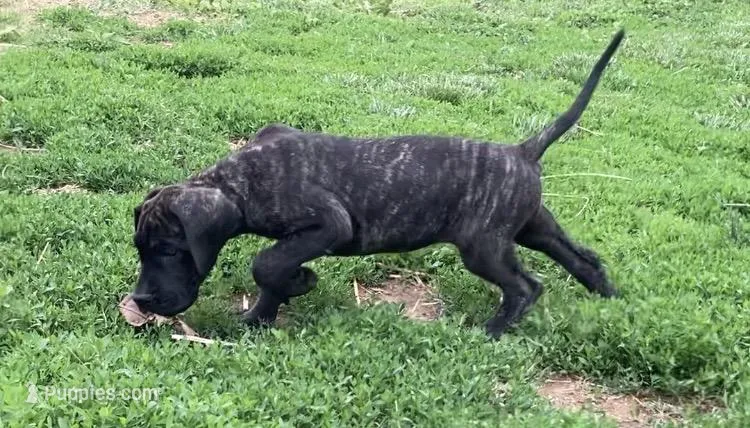 Dark Brindle Female – Great Dane puppy for sale in Winchester, VA