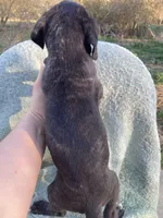 Dark Brindle Female, a female Great Dane for sale in Winchester, VA – Photo 2 of 7