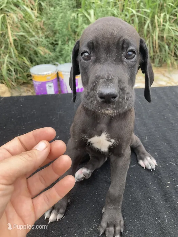 Black Female B – Great Dane puppy for sale in Winchester, VA