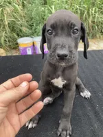 Black Female B, a female Great Dane for sale in Winchester, VA – 1 of 3
