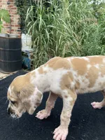 Fawn Harlequin Female, a female Great Dane for sale in Winchester, VA – 3 of 3