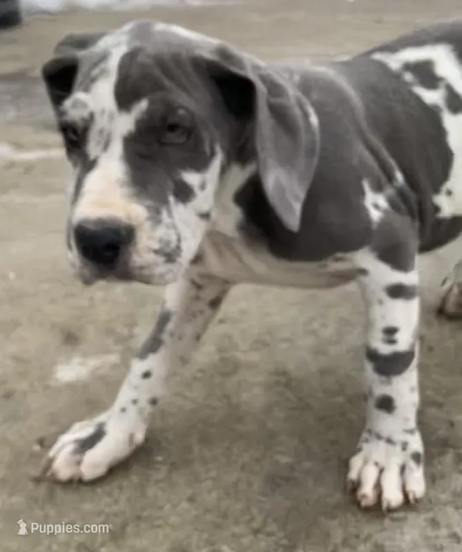 Blue Harlequin Female
