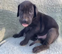 Black Male A, a male Great Dane for sale in Winchester, VA – Photo 2 of 7