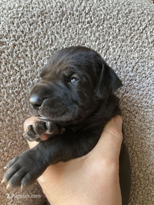 Black Male A, a male Great Dane for sale in Winchester, VA – Photo 1 of 4