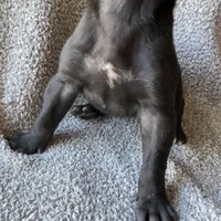 Black Male A, a male Great Dane for sale in Winchester, VA – Photo 7 of 7