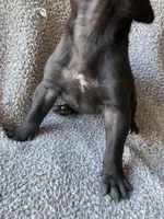 Black Male A, a male Great Dane for sale in Winchester, VA – Photo 4 of 4