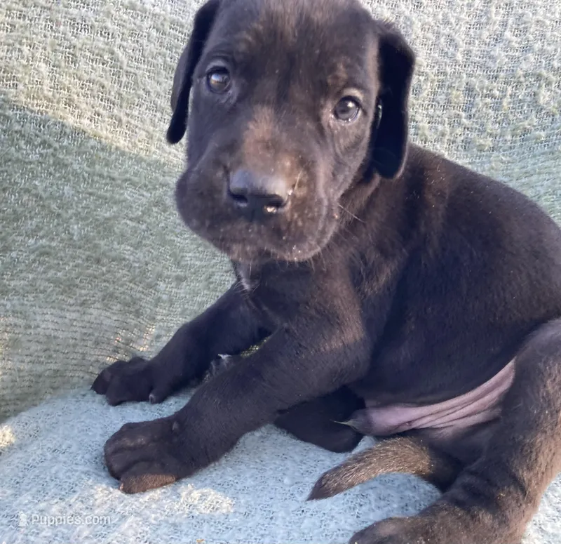 Black Male A – Great Dane puppy for sale in Winchester, VA