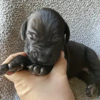 Black Male A, a male Great Dane for sale in Winchester, VA – Photo 6 of 7