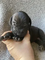 Black Male A, a male Great Dane for sale in Winchester, VA – Photo 3 of 4